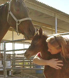 March 16th 2002 - 2 hour old filly (Bedu Sabir X Almoraima Alegria) with Diana Johnson, proud stallion owner. Photo by Tammy Sandidge.