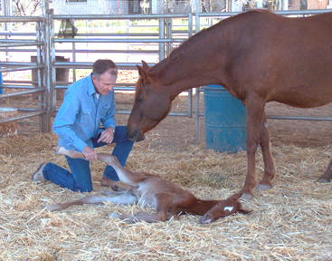 Nick and some friends had been on foal watch for several days when he delivered this colt, he should be the one napping!