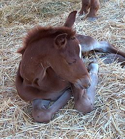 24 hours old and wanting a nap!  -  Diana Johnson photo