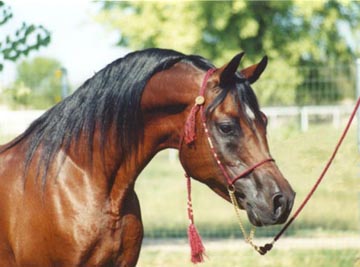 Bedu Sabir - Babson stallion owned by Bint al Bahr Arabians modeling the Scarlet halter - Diana Johnson photo