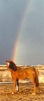 "Shiloh"    my pot of gold at the end of the rainbow!