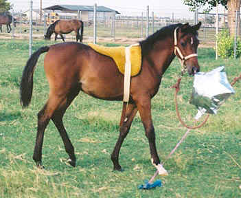 Khebirs Amira saddled and ready.  Note her foot over the balloon string.  She had fun playing with it!