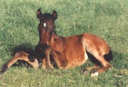 Rabdans Serraniza - c  Diana Johnson 1997