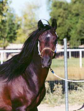 Ahmed Fabo  -  1998 non-*Maaroufa Babson stallion  -  October 2003 Diana johnson photo 