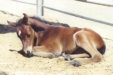 Isn't she cute!  Sonys Little Cher is a bay 1/2 Arabian 1/2 Quarterhorse filly  -  Diana Johnson Photo