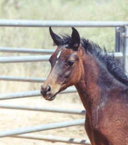"Gem" was foaled on March 23, 2002!  -  June 2002 Diana Johnson photo