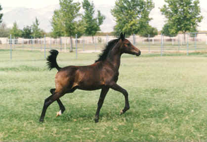 Ahmeds Khedena (Ahmed Fabah x Masada Mishannah) 1996 Babson filly.  This photo is shown uncropped. Note how the lack of sunlight eliminated the shadows and keeps this dark filly's features and muscling clear. - 1996 Diana Johnson photo