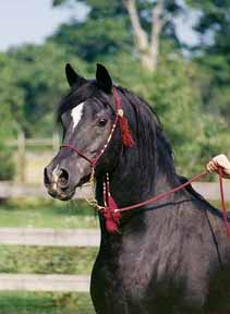 Faydin  -  Babson stallion  - We pulled this horse from pasture, wiped him down with a damp towel and shot photos on a farm visit. The light in his eyes was put there by Rockytop Bluebird!   -  1997 Diana Johnson photo
