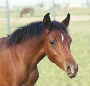 Khebirs Amira - 2003 Babson filly - Notice how this angle and lighting shows off the details and sculpting of her face.  The highlight in the eye adds an extra spark of life as well.  -  2003 Diana Johnson photo