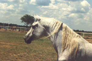 Roufas - Diana Johnson photo taken in 1988 in Waco Texas just a month before he died.