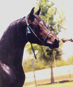 Mah Sabbah Bedu  (Ibn Sabbah Bedu+/  X  Bint Roulett) modelling the Turquoise halter -  2 year old Babson stallion bred by Bint Al Bahr Babson Arabians and owned by Keith Kosel - June 2003 Diana Johnson photo
