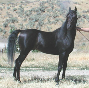Serr Serabaar at 4 years old in July 2003.  Photo by Sheila Harmon.  Serr Serabaar is co owned by Sheila Harmon of Idaho and Vicki Rich of California.