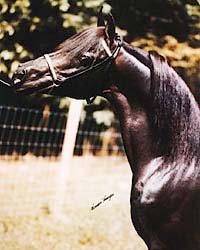 A favorite photo taken many years ago when Serabaar was a young stallion.  Thank you to Vernon Krueger for his eye for beauty in capturing this image.